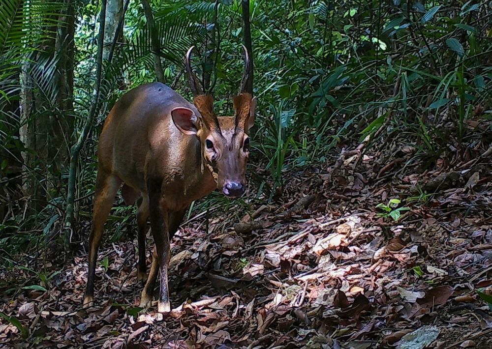 Large-antlered Muntjac inside Khoun Xe Nong Ma National Protected Area © SWG/GoL/LWCA
