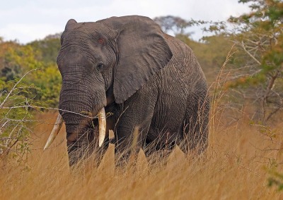 African Savanna Elephant, by Kasanka Trust Ltd