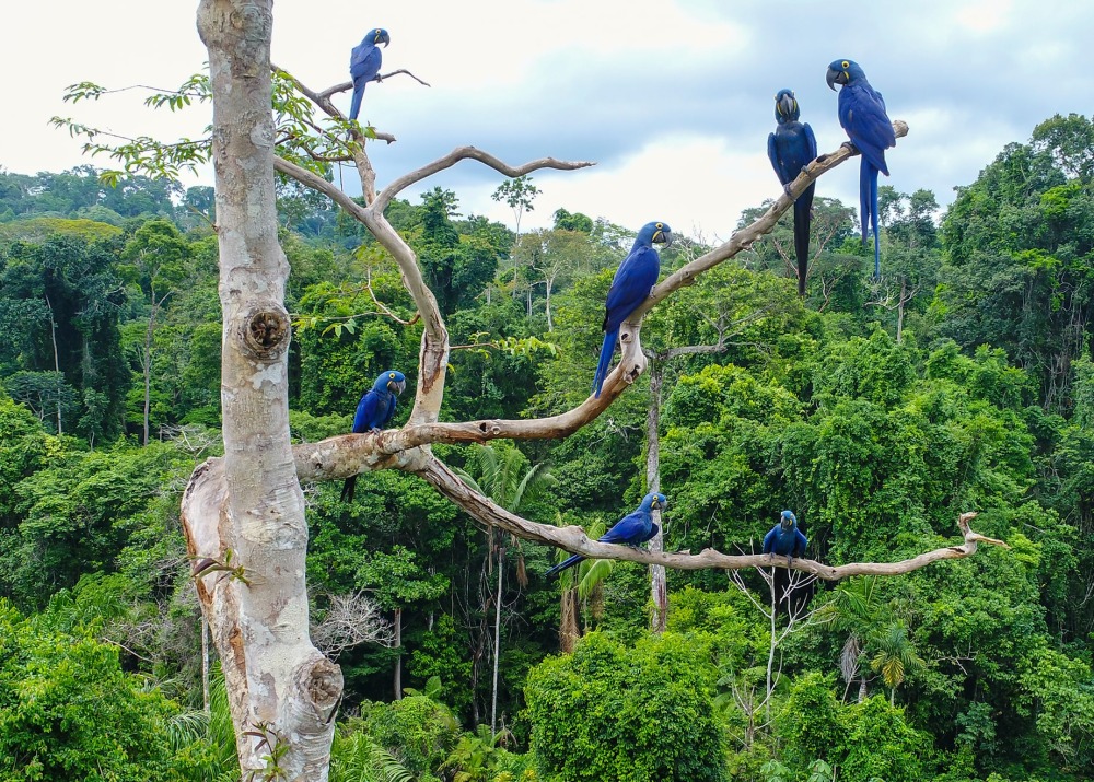 Visiting Brazil's  rainforest