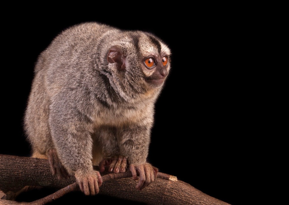 Colombian Night Monkey, by Guillermo Ossa