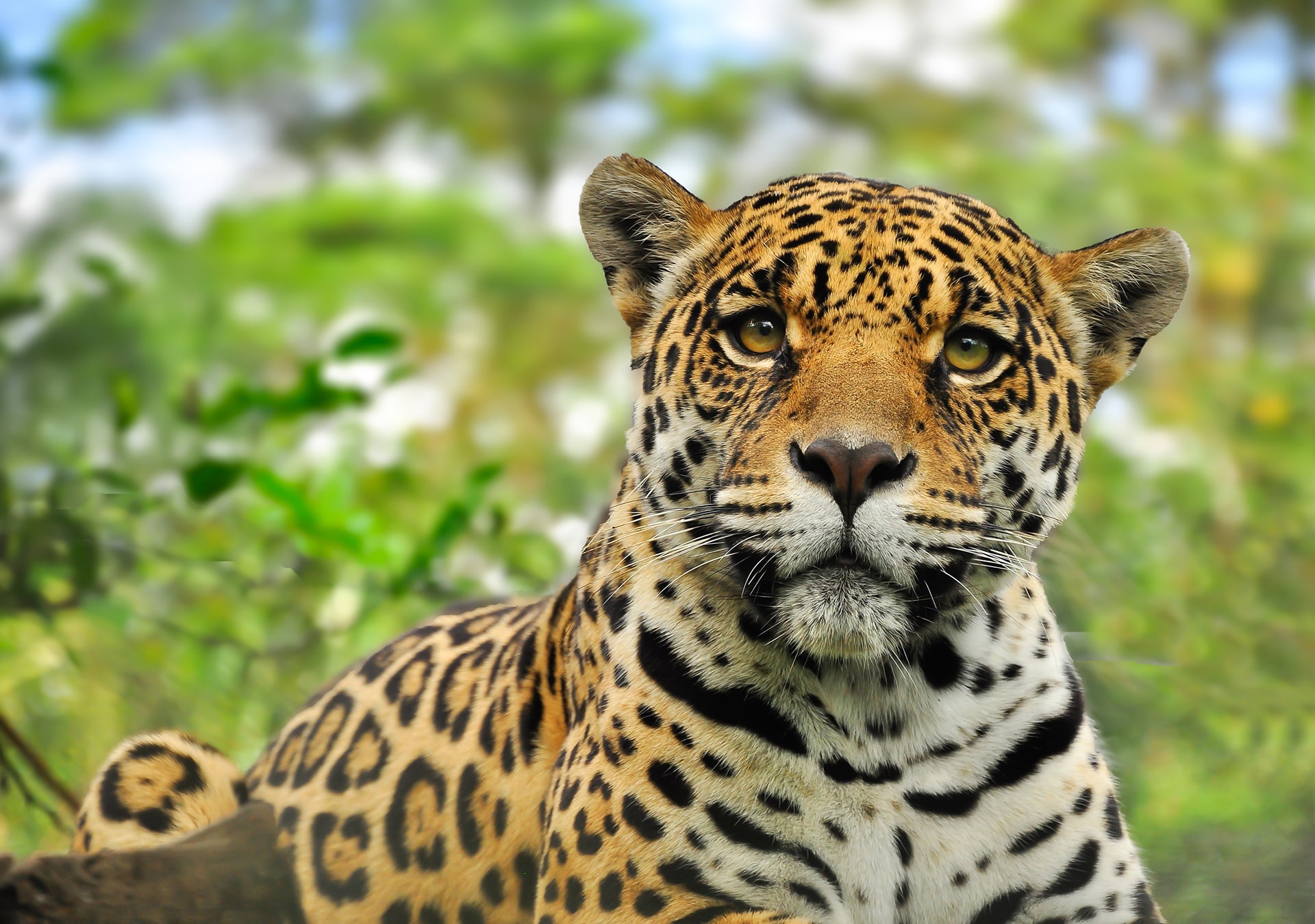 Connect a Jaguar Corridor in Central America – Rainforest Trust