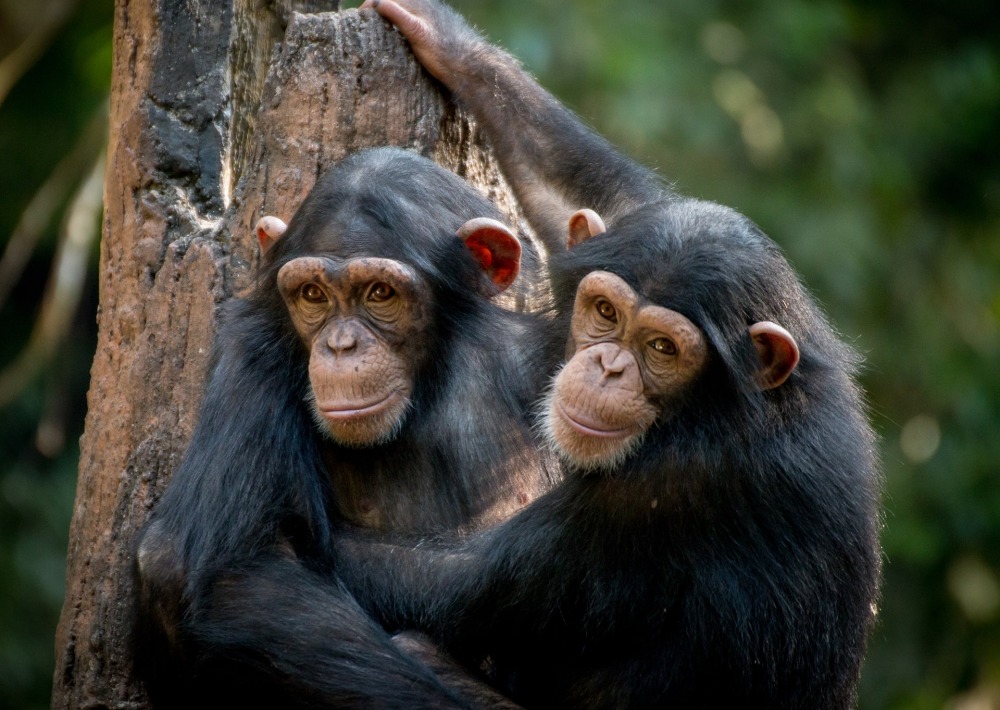 Chimpanzees, by Gerdie Hutomo