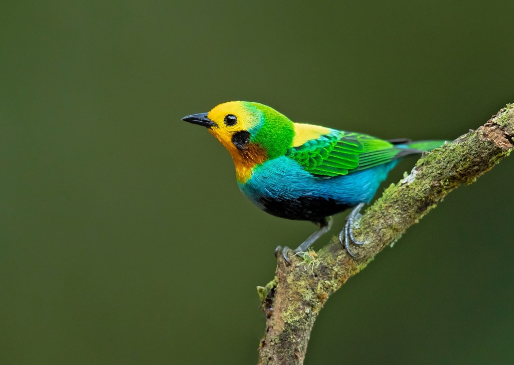 Multicoloured Tanager, by Milan Zygmunt