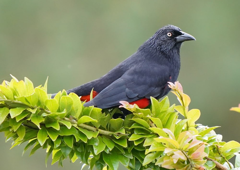 Red-bellied Grackle, by Larivasquez