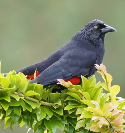 Red-bellied Grackle, by Larivasquez