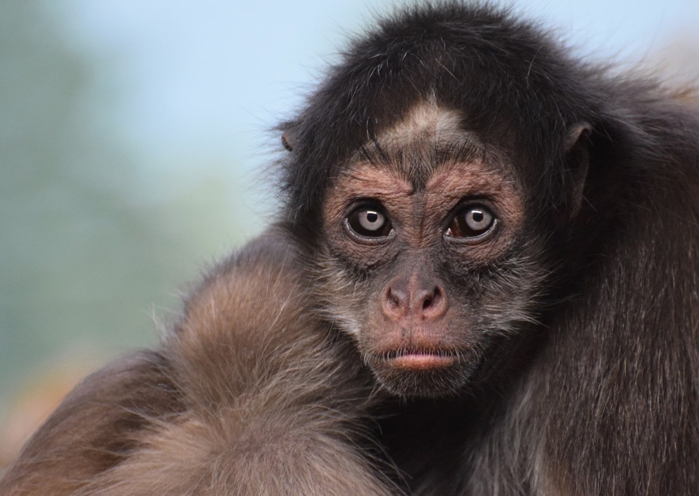 Brown Spider Monkey, by Amani A