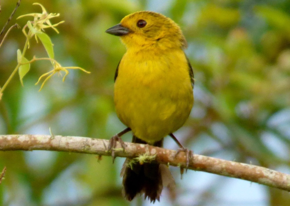 Yellow-headed Brush Finch, by Alejandro Bayer Tamayo