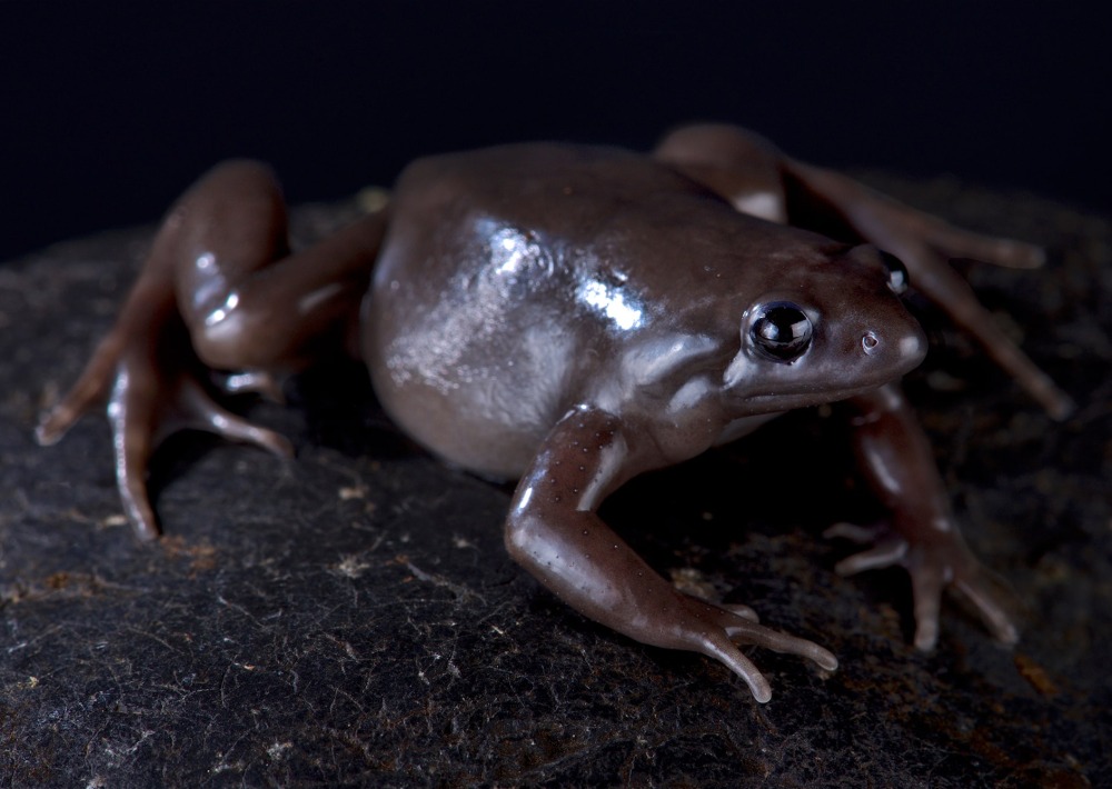 Costa Rica Nelson frog, by reptiles4all