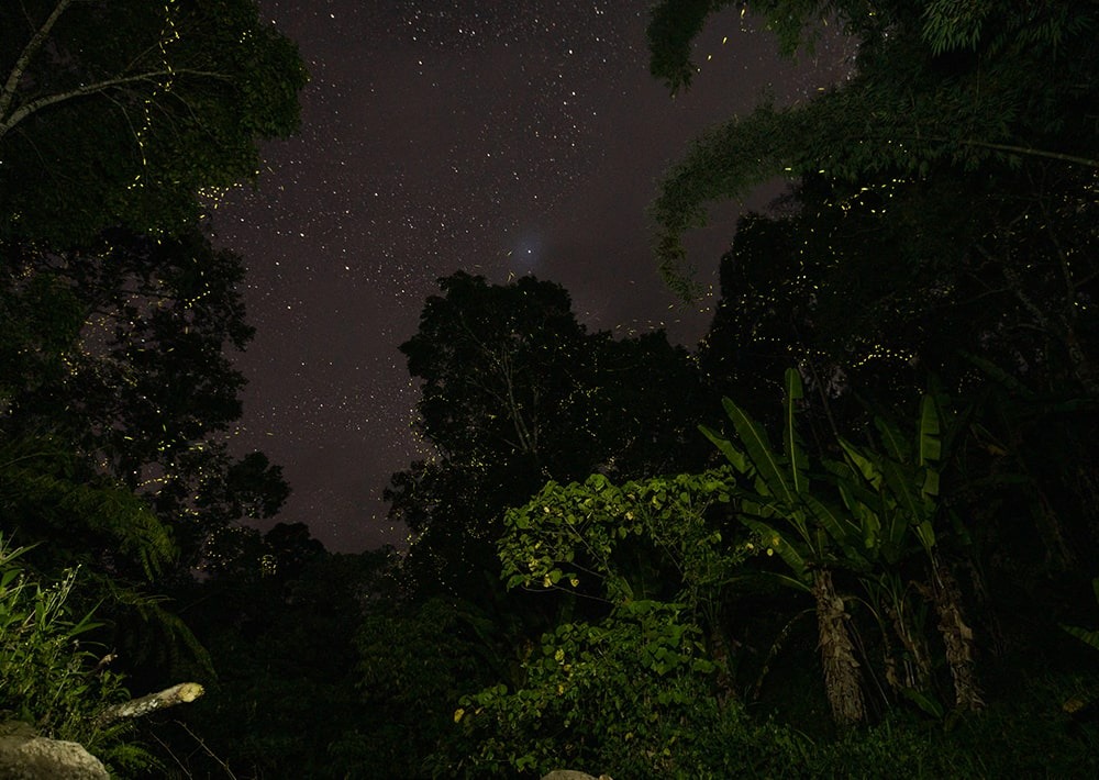 Countless fireflies lighting up a tree in project landscape, by Eadweard Manzano Selidio, Jr.
