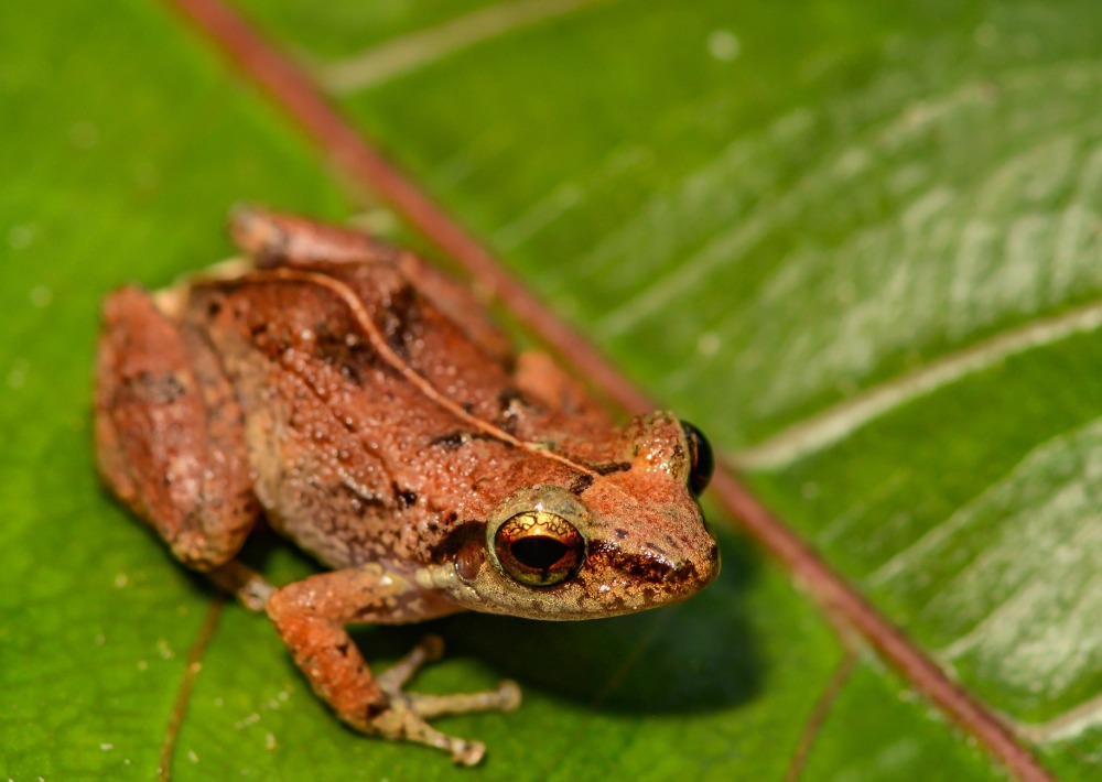 Lesser Antillean Whistling Frog, by Jay Ondreicka