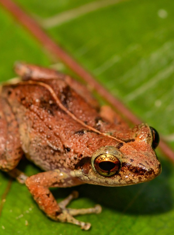 Lesser Antillean Whistling Frog, by Jay Ondreicka