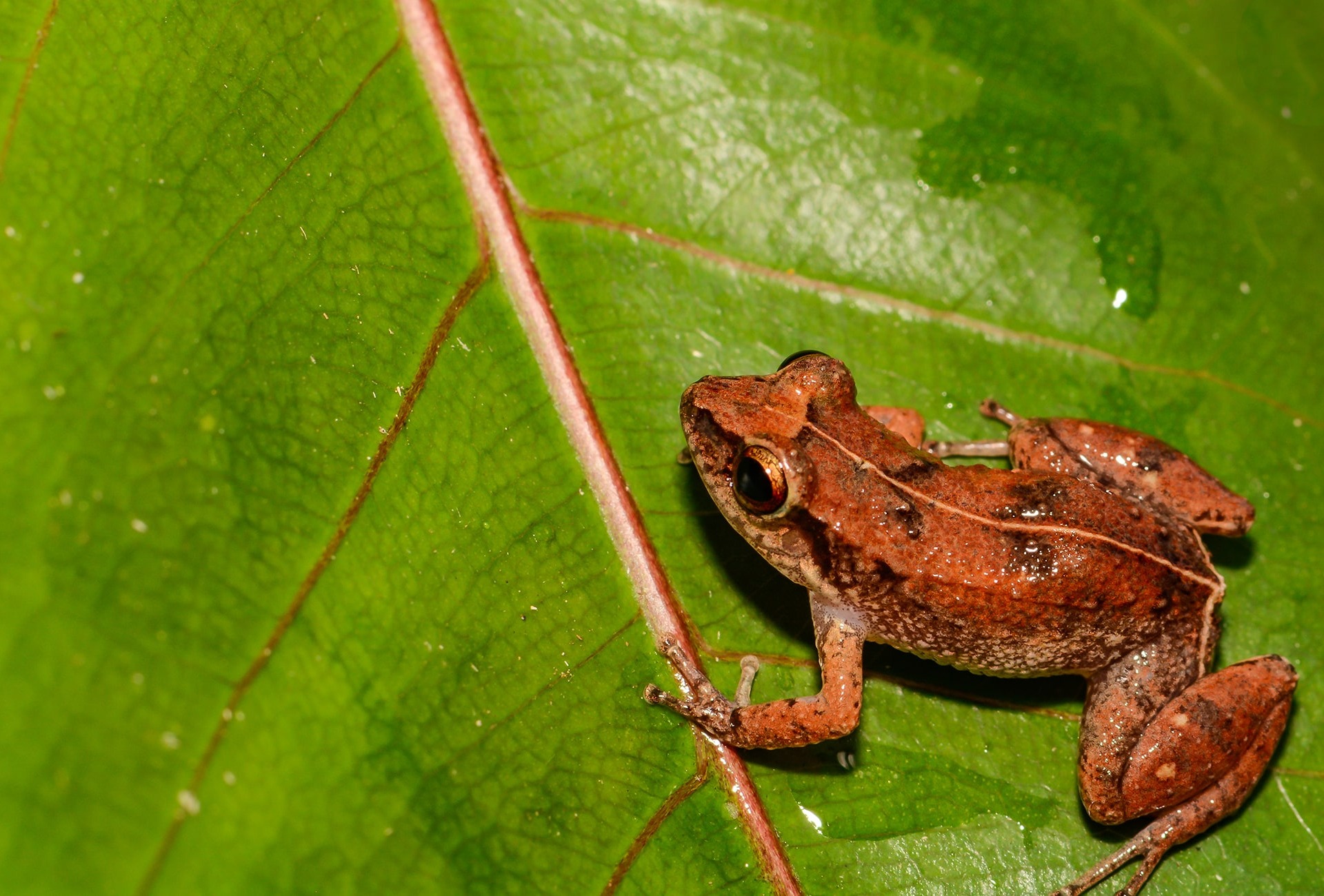 Lesser Antillean Whistling Frog, by Jay Ondreicka