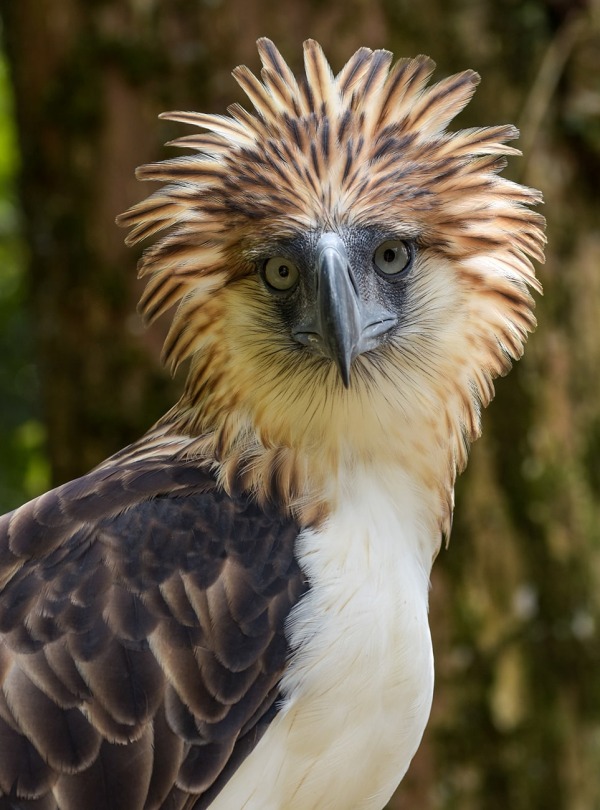The Philippine Eagle, by Michal Lukaszewicz