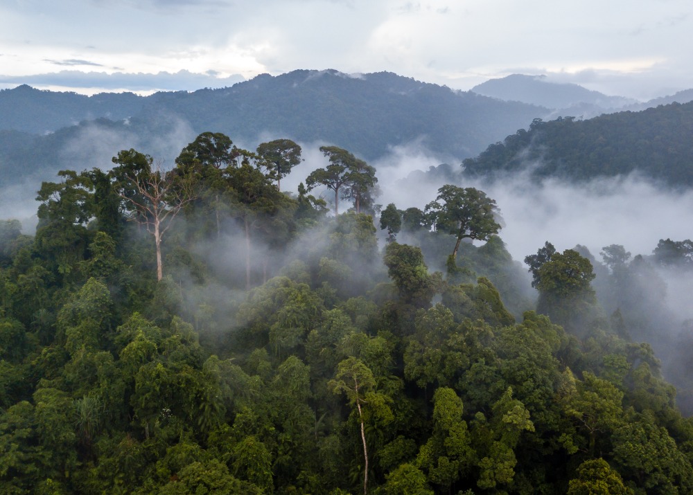 Visit Brazil's  Rain Forest