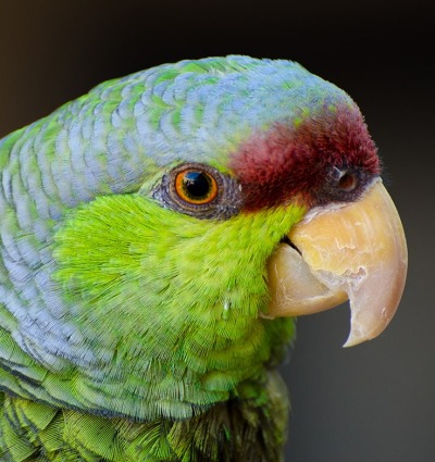 Lilac-crowned Amazon Parrot, by Evelyn D. Harrison