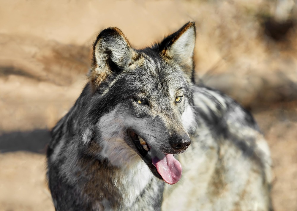 Mexican Gray Wolf, by Pamela Au