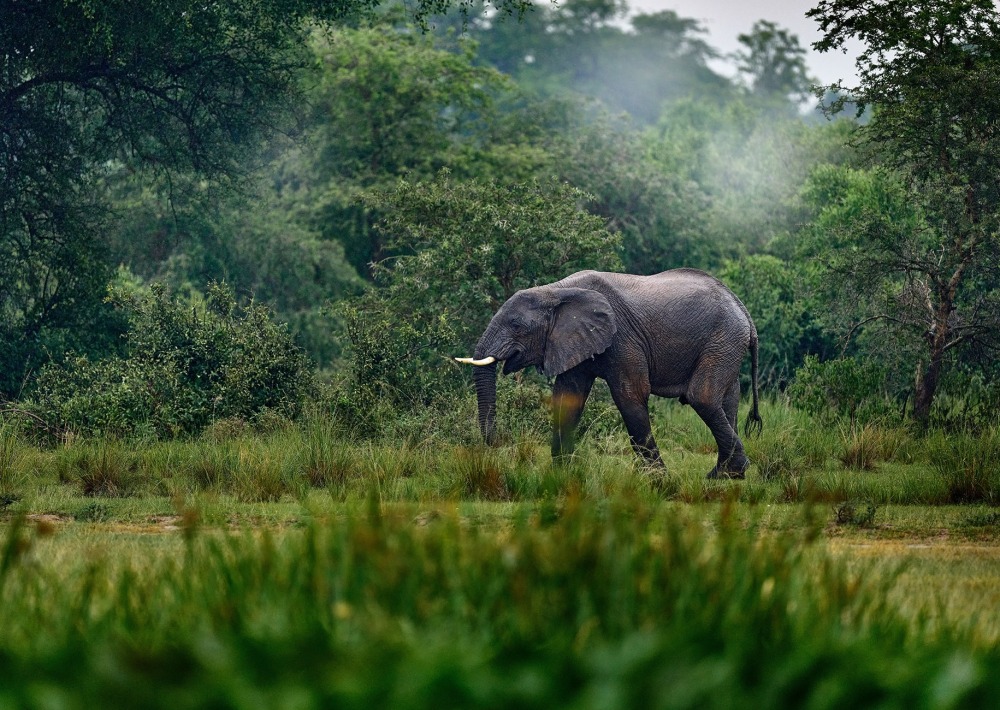 African Forest Elephant, by Ondrej Prosicky