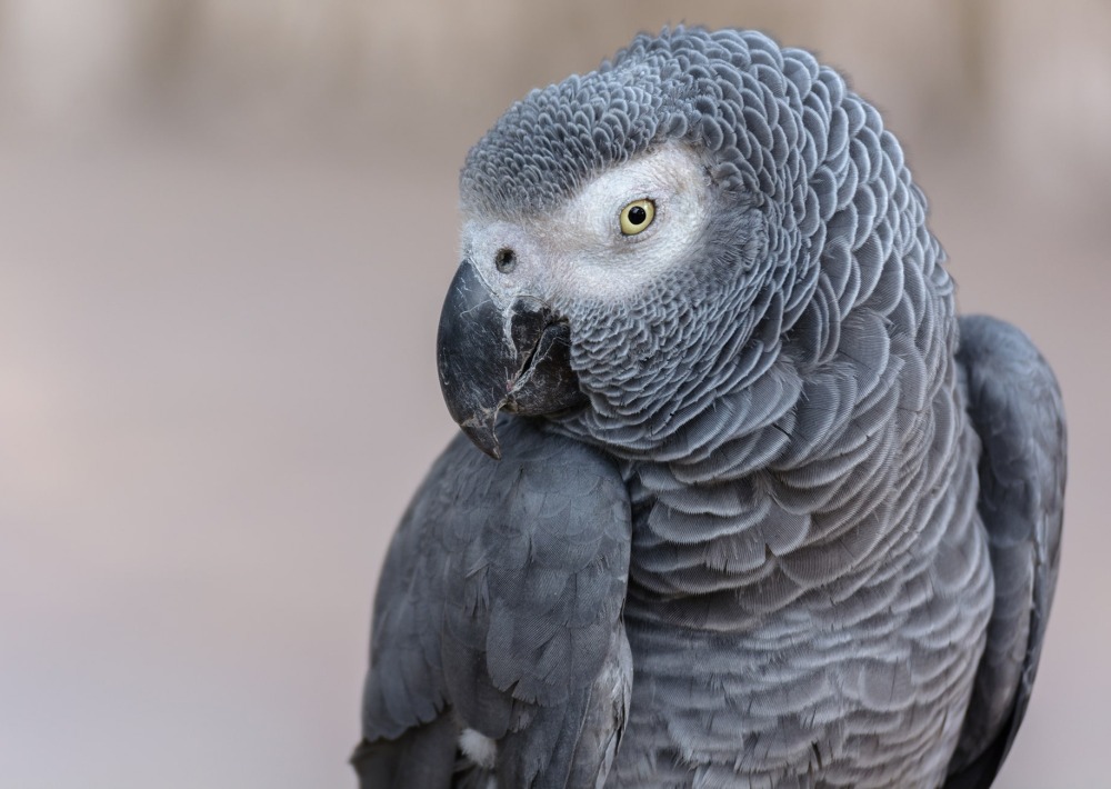 The African Grey Parrot, by PT Silly