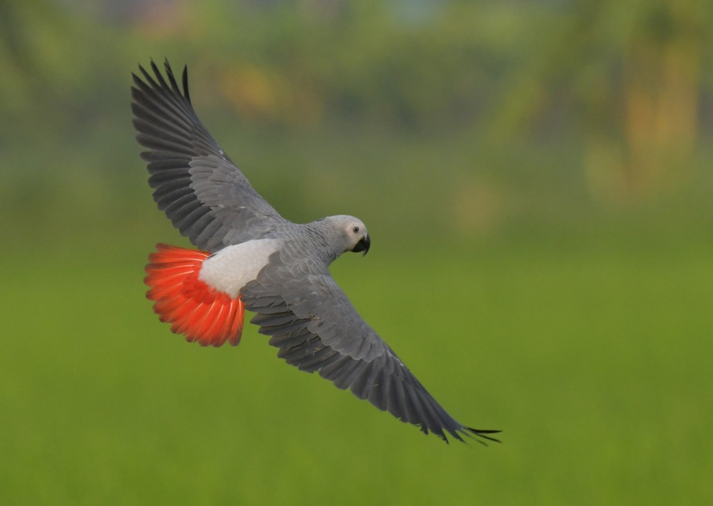 The African Grey Parrot, by Sanit Fuangnakhon