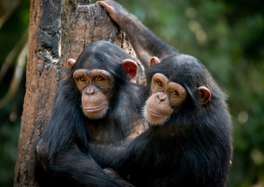 Chimpanzees, by Gerdie Hutomo