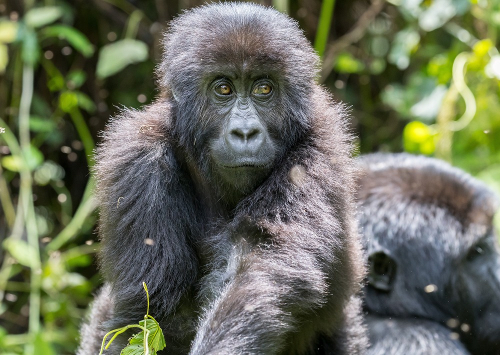 Young Grauer's Gorilla or Eastern Lowland Gorilla, by LM Images