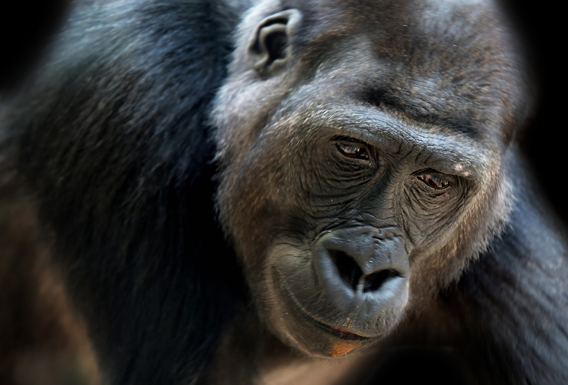 Grauer's Gorilla or Eastern Lowland Gorilla, by Frantisek Cekal