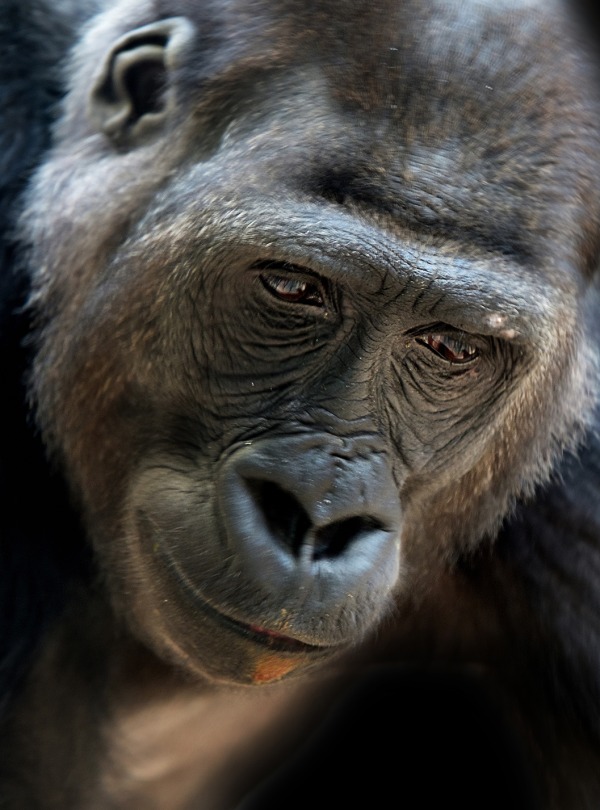 Grauer's Gorilla or Eastern Lowland Gorilla, by Frantisek Cekal