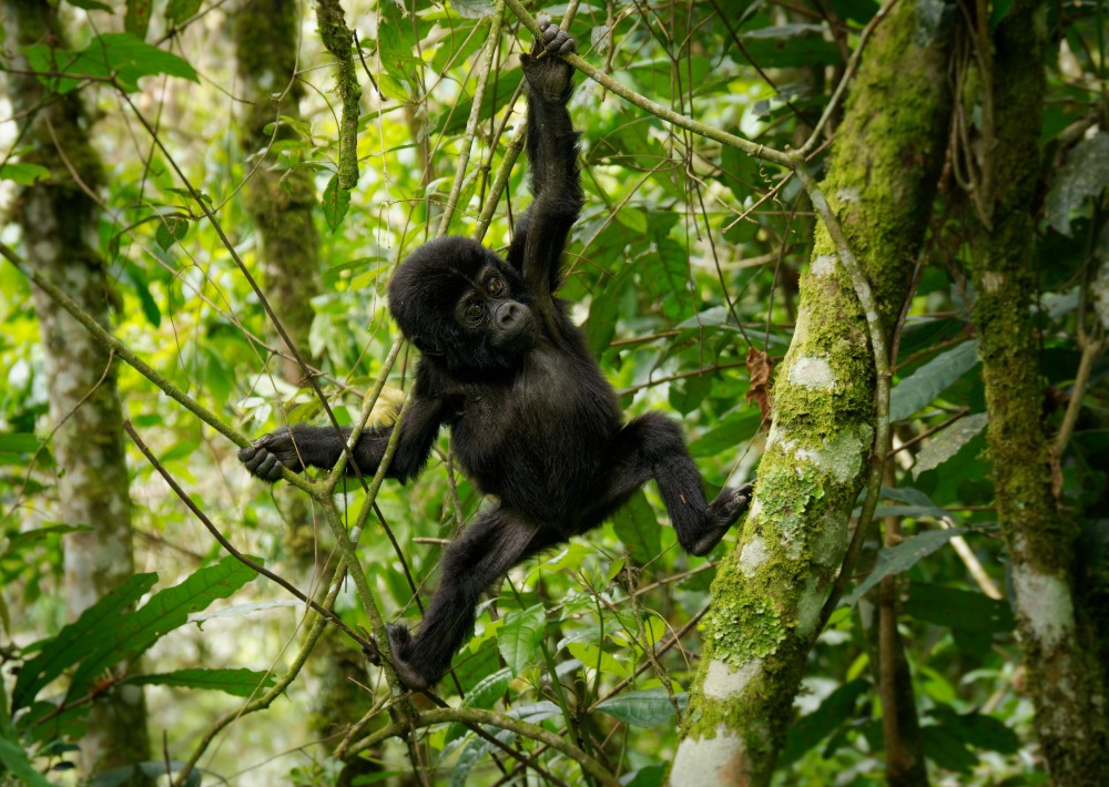 Baby Grauer's Gorilla or Eastern Lowland Gorilla, by Martin Pelanek