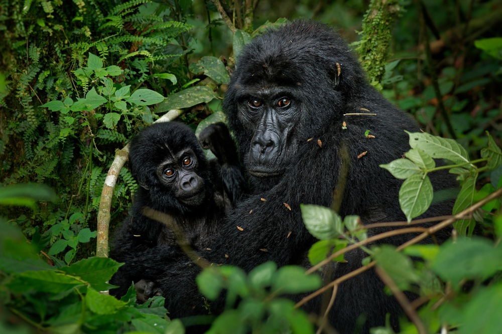 Mother and baby Grauer's Gorilla or Eastern Lowland Gorilla, by Martin Pelanek