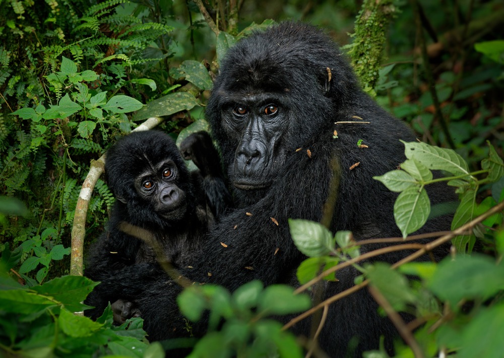 Mother and baby Grauer's Gorilla or Eastern Lowland Gorilla, by Martin Pelanek