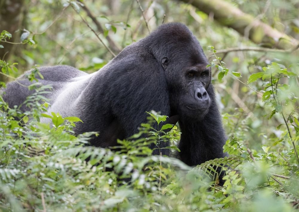 Male Silverback Grauer's Gorilla or Eastern Lowland Gorilla, by LM Images