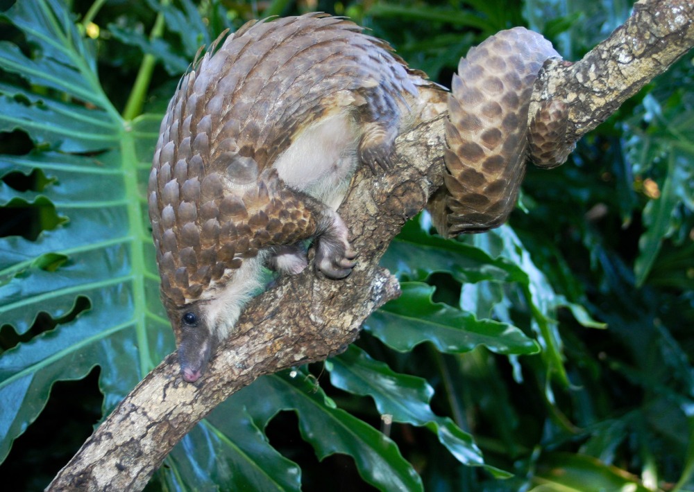 White-bellied Tree Pangolin, by Justin Miller/Wikimedia Commons