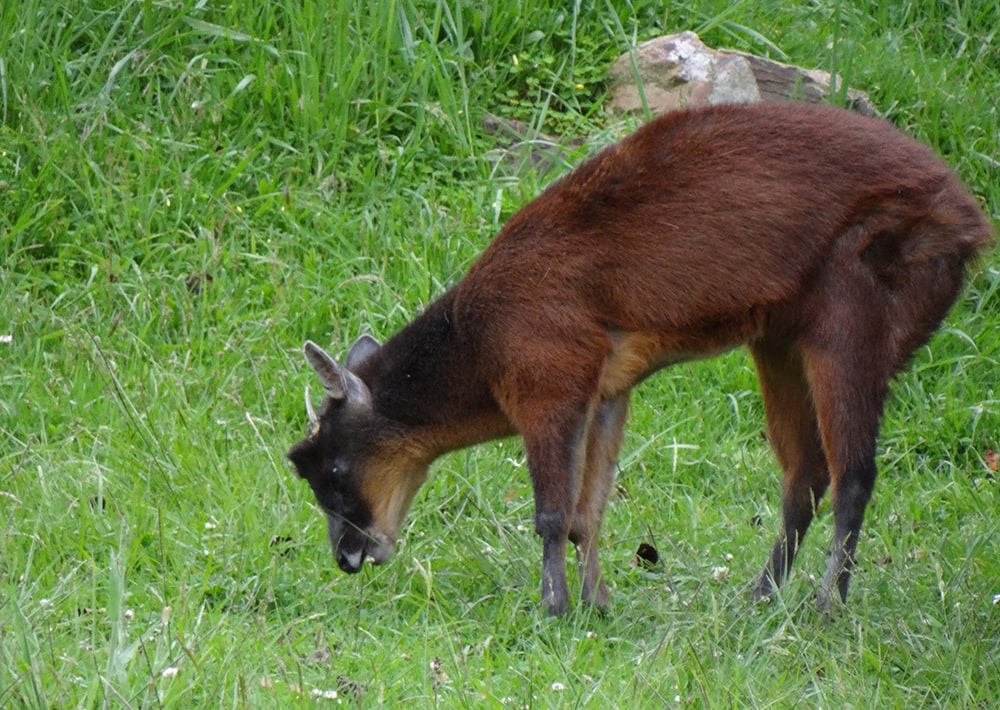 Dwarf Red Brocket, by T3485/Wikimedia Commons