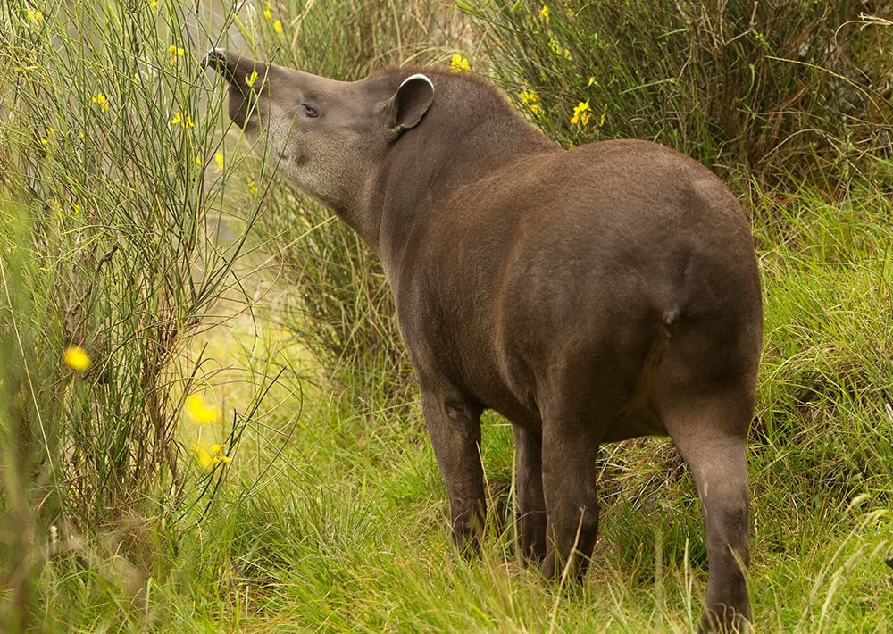 Female Mountain Tapir, by Ammit Jack