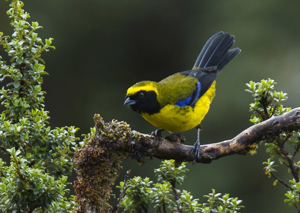 Masked Mountain Tanager, by Francesco Veronesi/Wikimedia Commons