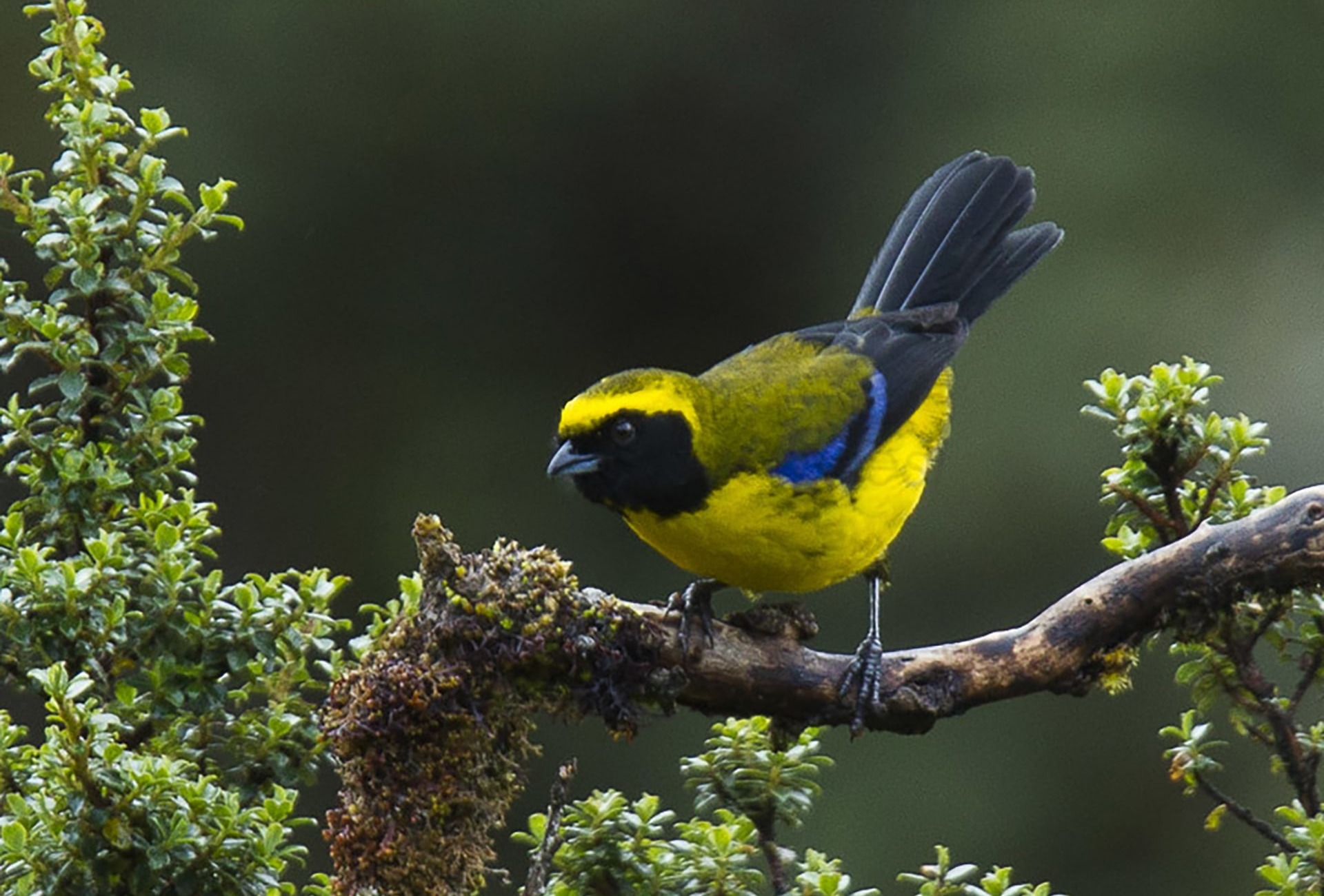 Masked Mountain Tanager, by Francesco Veronesi/Wikimedia Commons