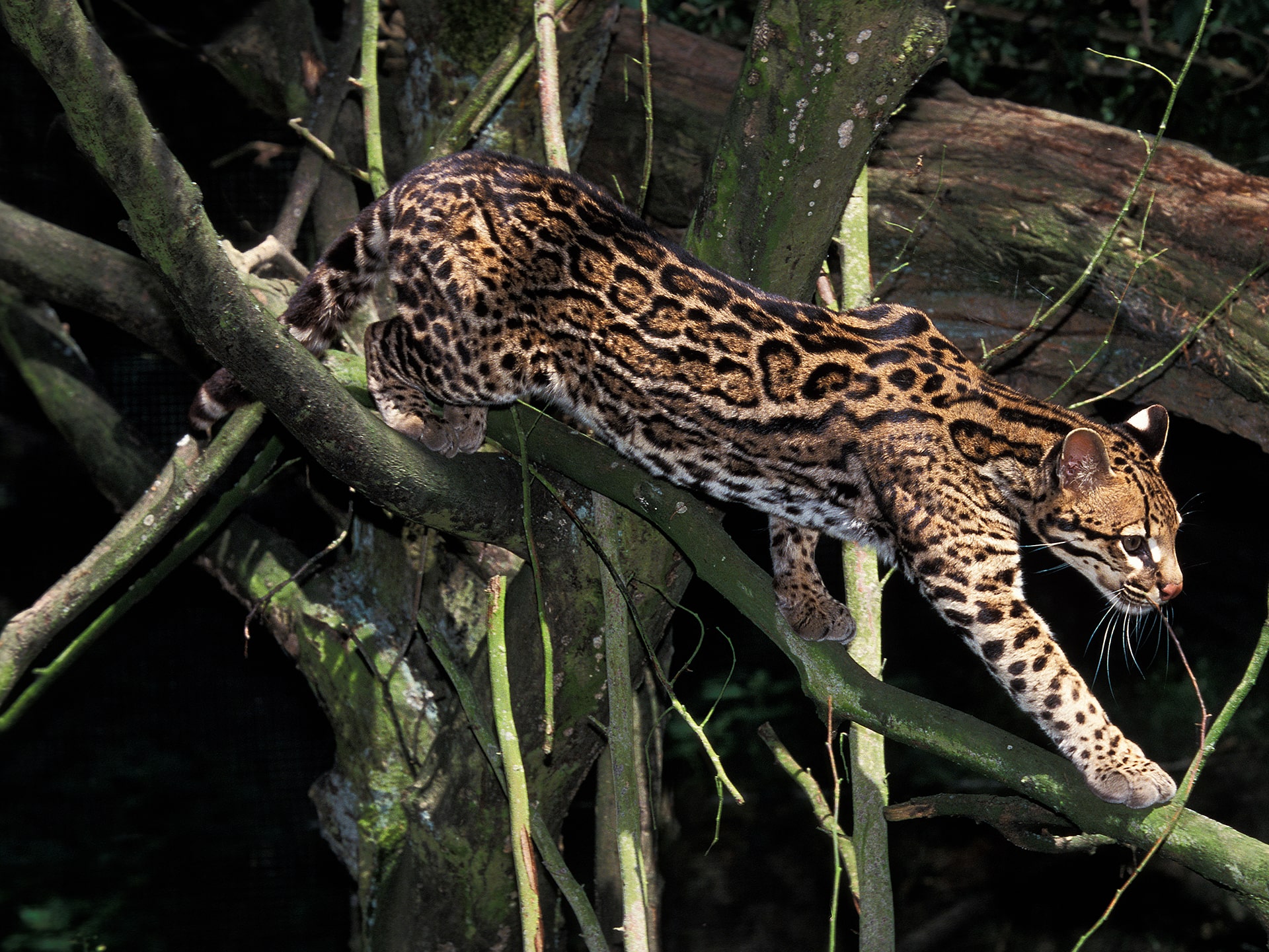 Connect Wild Lands for Wild Cats in Mexico – Rainforest Trust