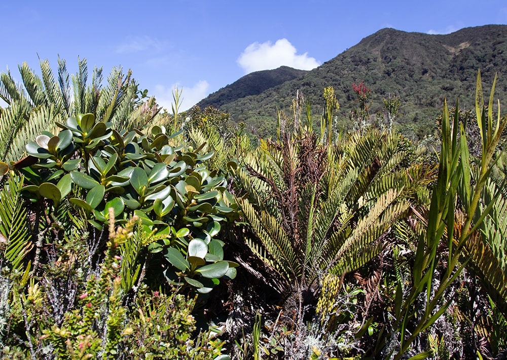 The landscape of the Cerro Negro project site in Colombia, by Fundación Suyusama