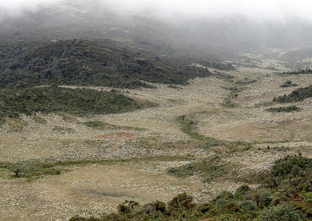 The páramos landscape of the Cerro Negro project site in Colombia, by Fundación Suyusama