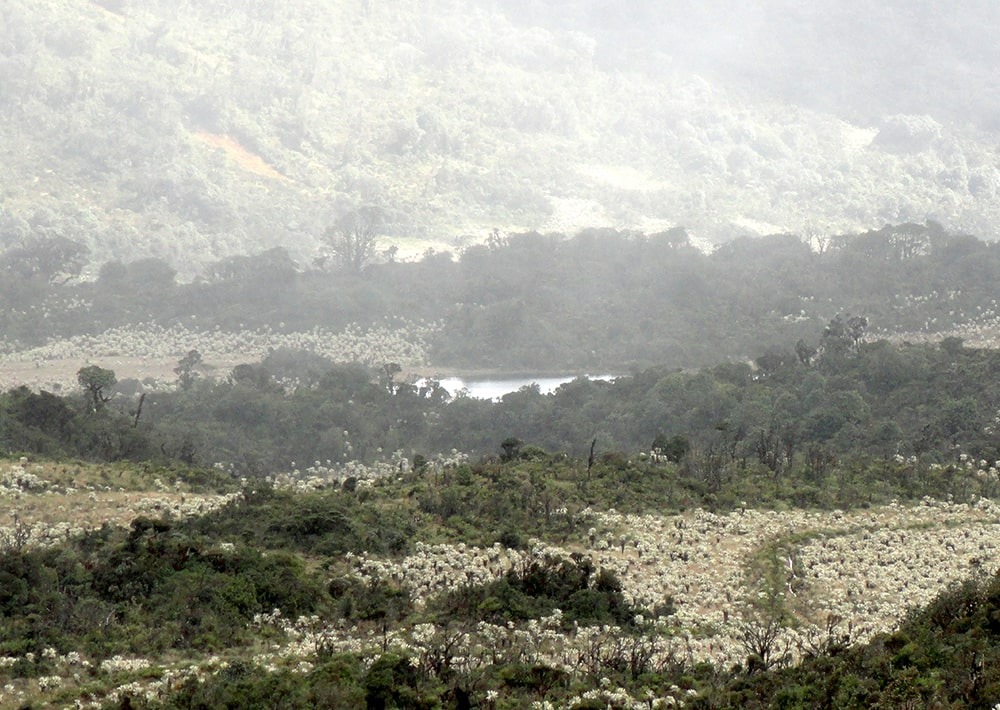 The páramos landscape of the Cerro Negro project site in Colombia, by Fundación Suyusama