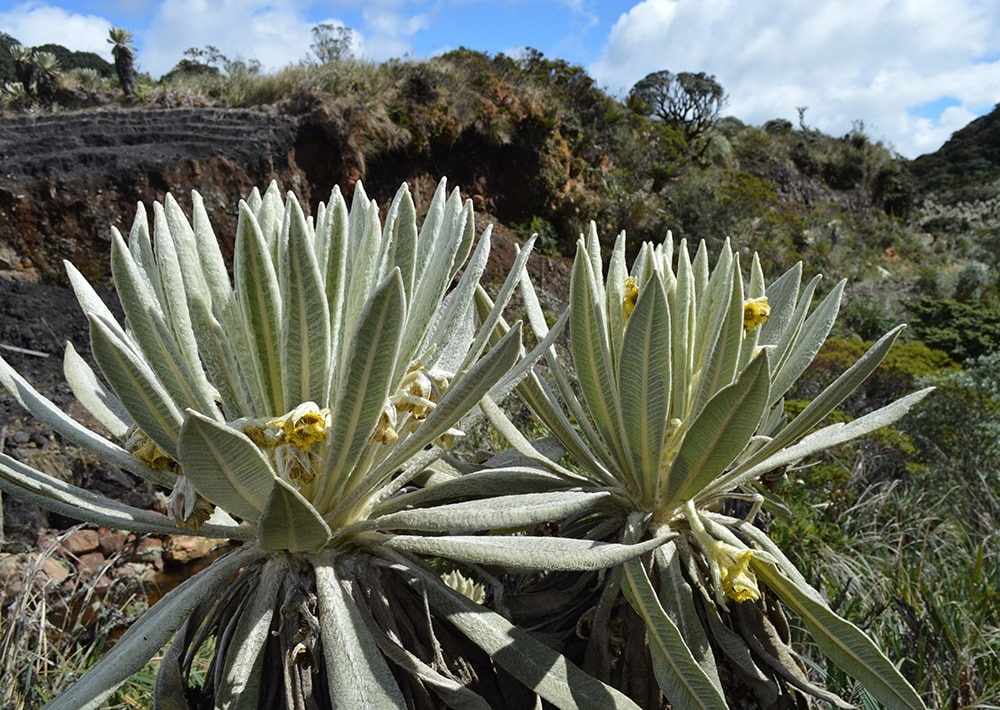 The páramos landscape of the Cerro Negro project site in Colombia, by Fundación Suyusama