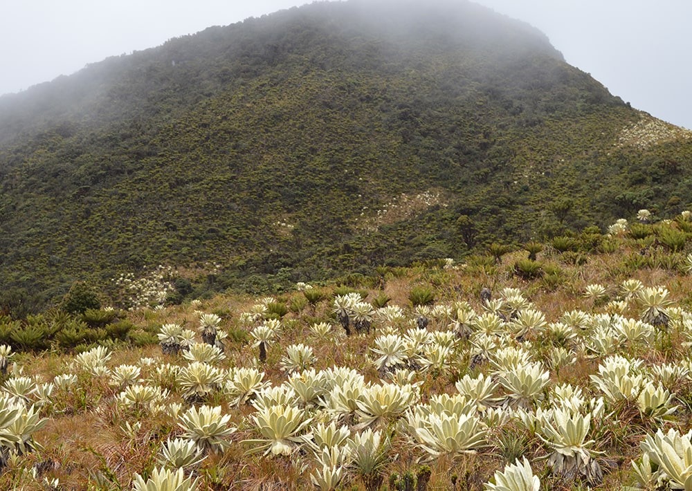 The páramos landscape of the Cerro Negro project site in Colombia, by Fundación Suyusama