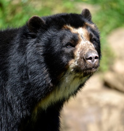 The Andean or Spectacled Bear, by Christian Musat