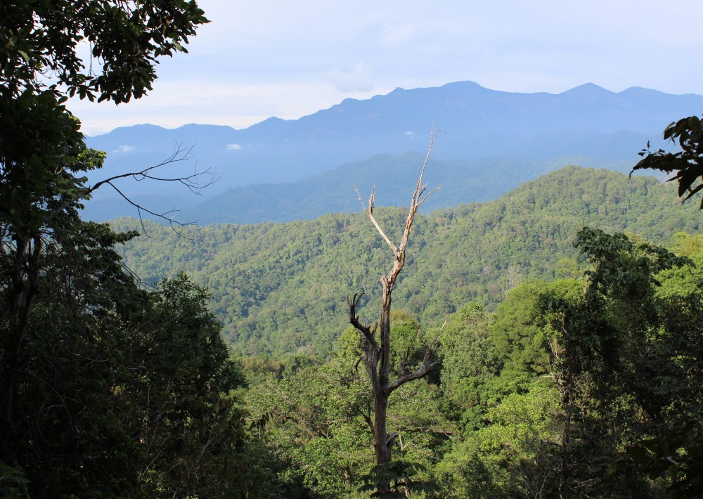 Landscape in Omiltemi Mexico, courtesy University of Guerrero