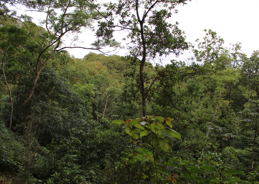 Landscape in Omiltemi Mexico, courtesy University of Guerrero