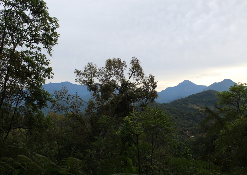 Landscape in Omiltemi Mexico, courtesy University of Guerrero