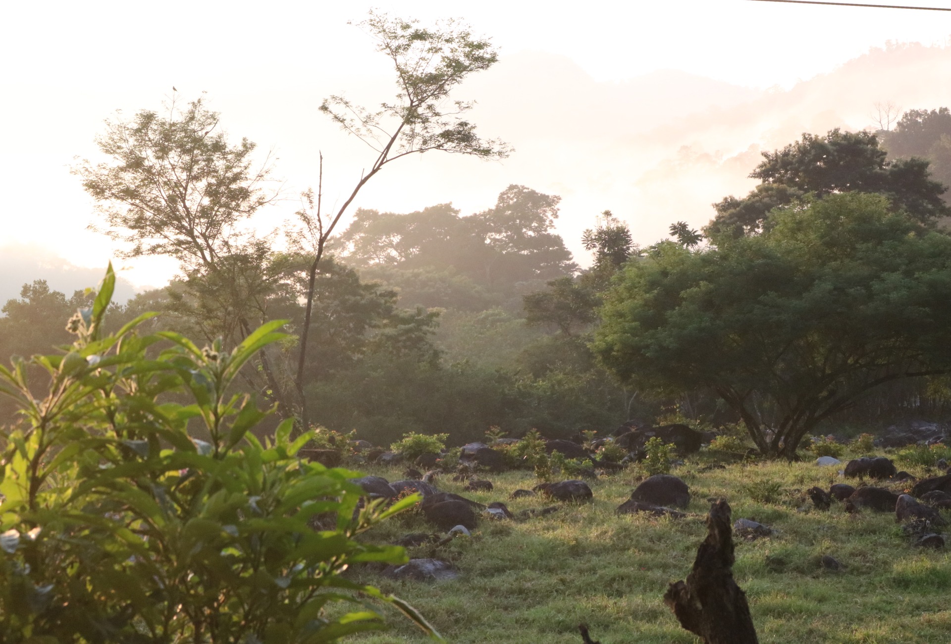 Landscape in Omiltemi Mexico, courtesy University of Guerrero