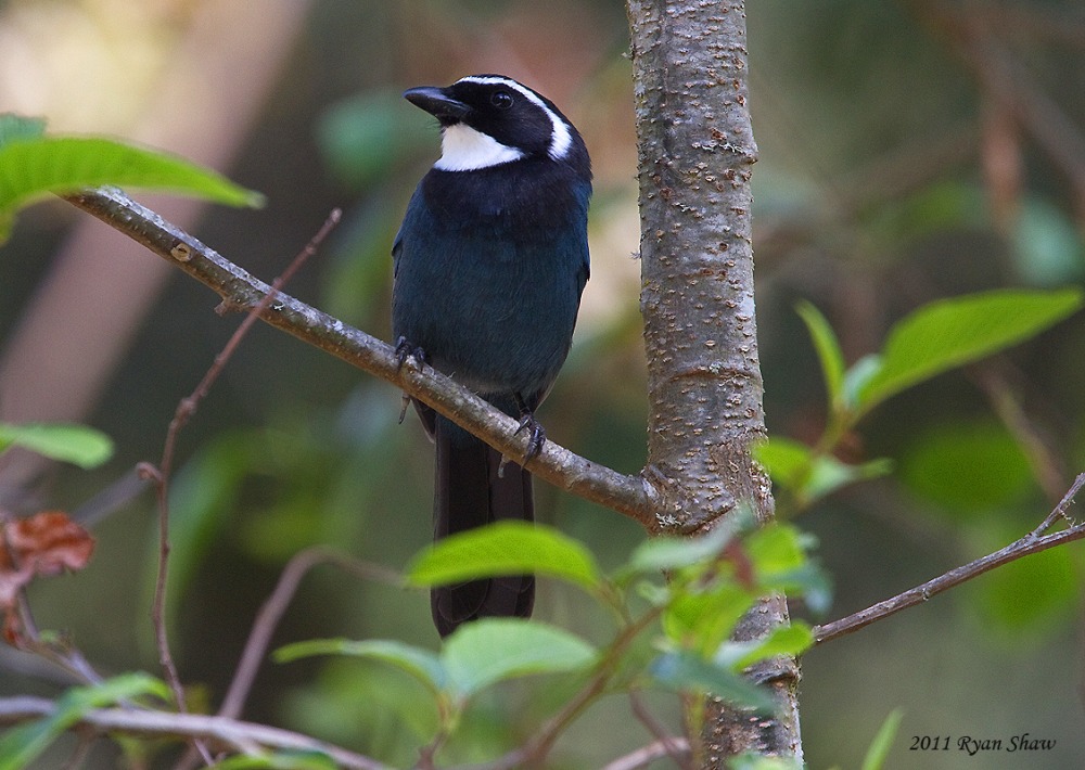 White-throated Jay sitting on branch