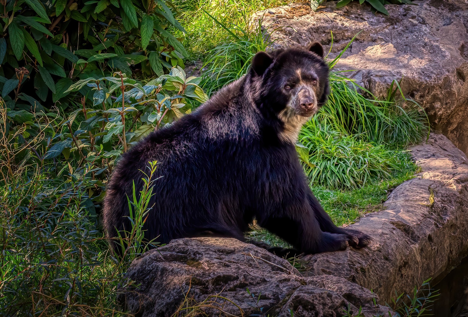 Young Spectacled Bear or Andean Bear, by mspicsandmore