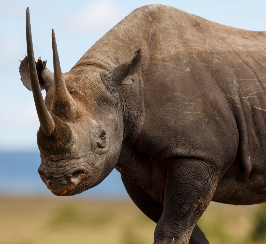 Black Rhino